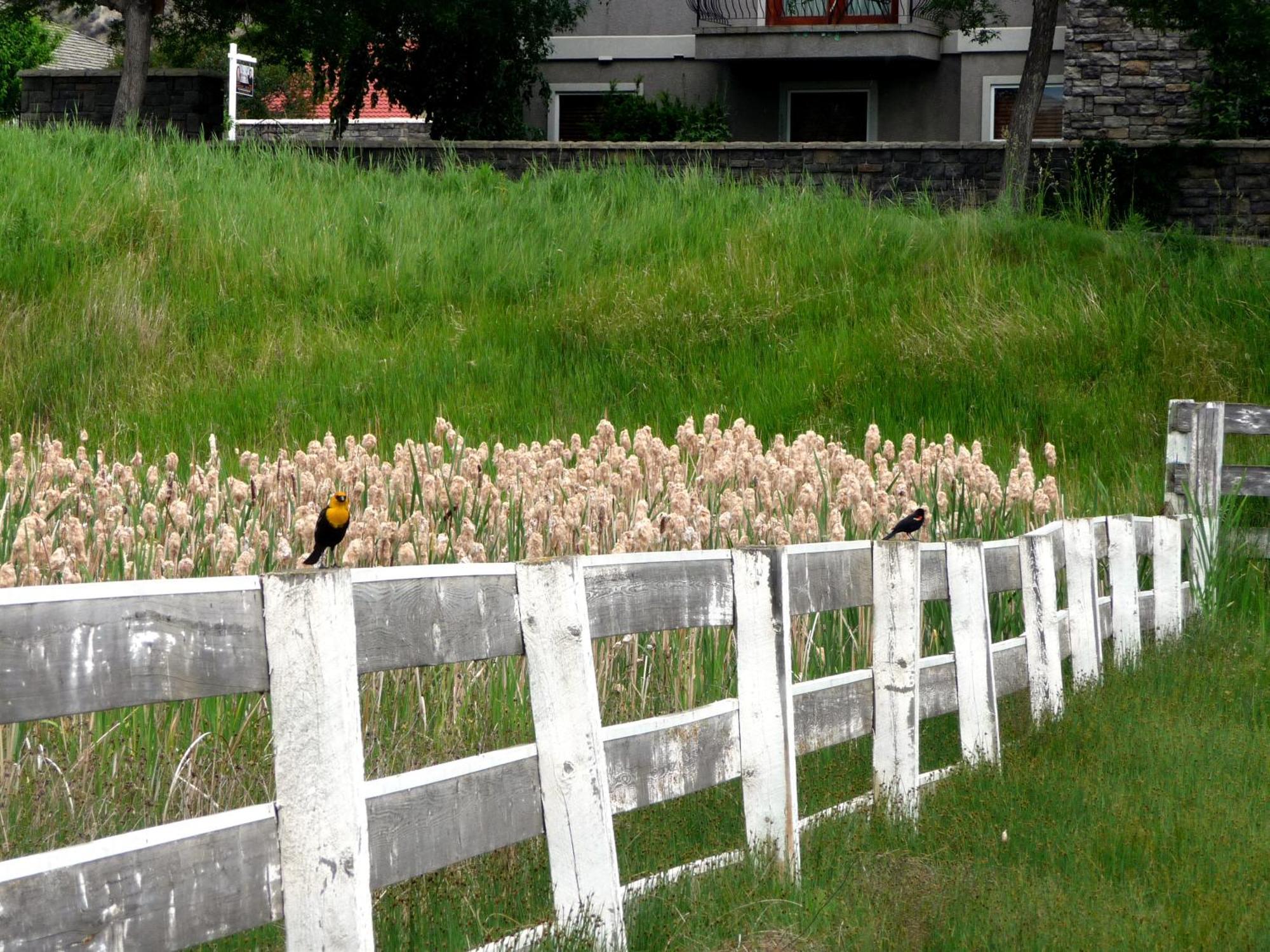 South Thompson Inn & Conference Centre Kamloops Buitenkant foto